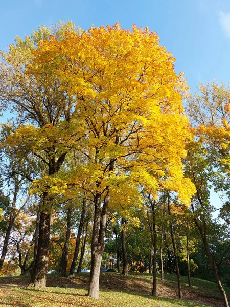 Gelbe Ahornbäume Park Herbst Einem Sonnigen Tag — Stockfoto