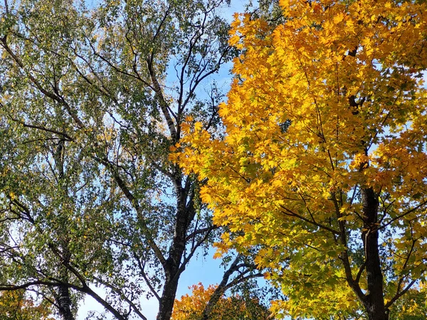 Gelbe Ahornbäume Park Herbst Einem Sonnigen Tag — Stockfoto