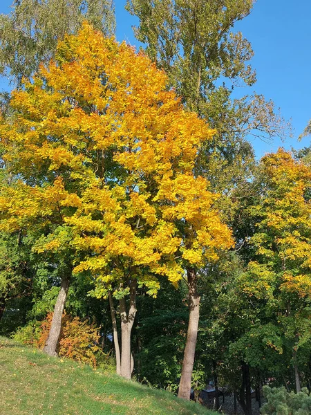 Árboles Arce Amarillo Parque Otoño Día Soleado — Foto de Stock