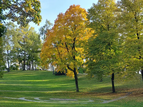 Gele Esdoornbomen Het Park Herfst Een Zonnige Dag — Stockfoto