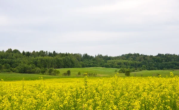 Pole řepky olejné řepky — Stock fotografie