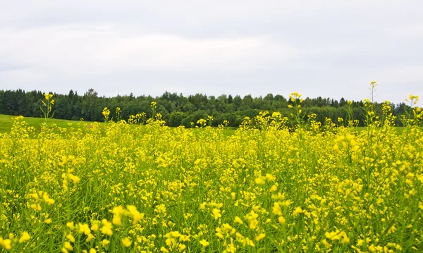 油糧種子菜の花畑 — ストック写真