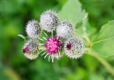 satır karlı çam ağaçlarının