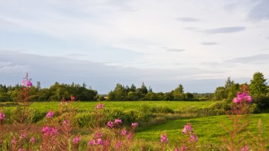Yeşil tarla ve bulutlu mavi gökyüzü