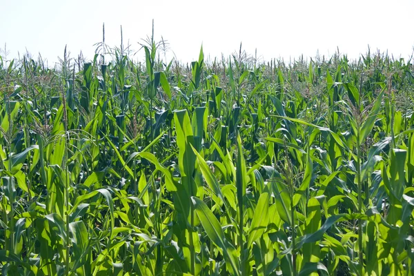 Corn field in backlighting — Stock Photo, Image