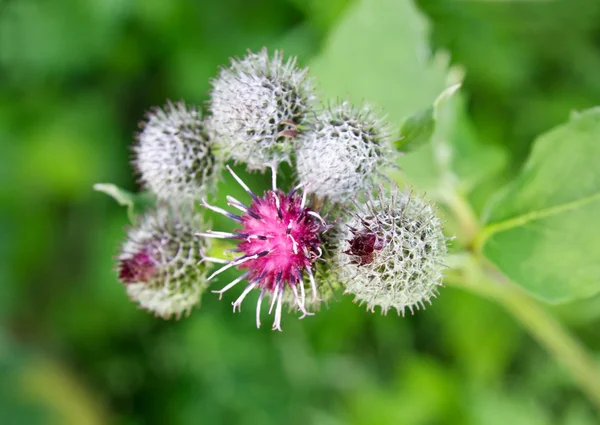 satır karlı çam ağaçlarının
