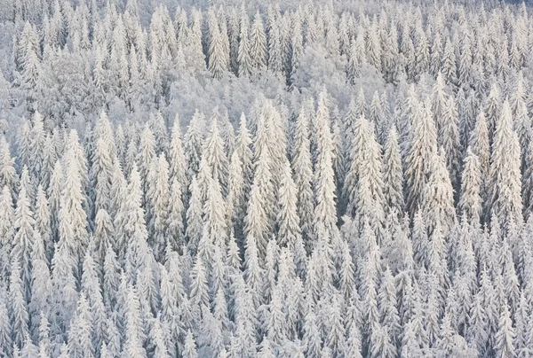 Zimowy las w Finlandii — Zdjęcie stockowe