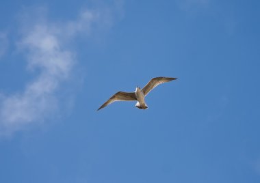 martı mavi gökyüzü