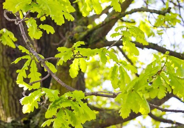 Roble en primavera —  Fotos de Stock