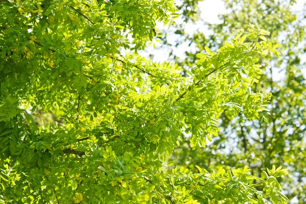 Sarı akasya caragana — Stok fotoğraf