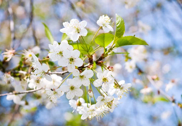 Kersenboom bloesem — Stockfoto