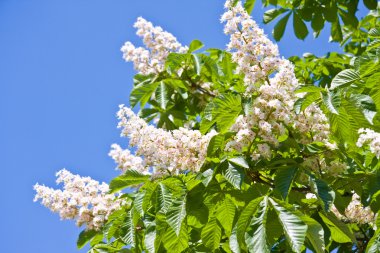 çiçek kestane ağacı