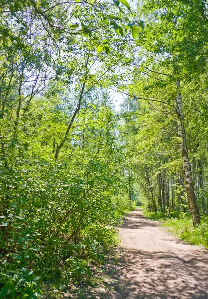 Chemin dans la forêt d'été — Photo