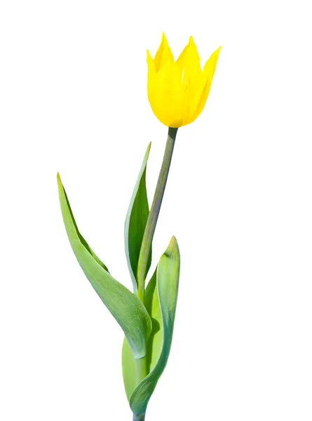 Żółty tulipan na białym tle — Zdjęcie stockowe