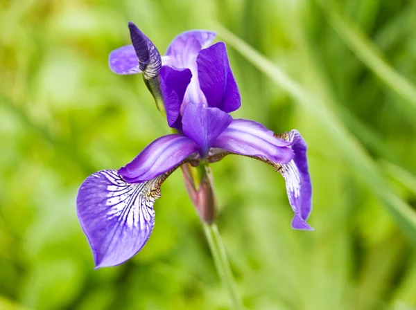 Iris viola — Foto Stock