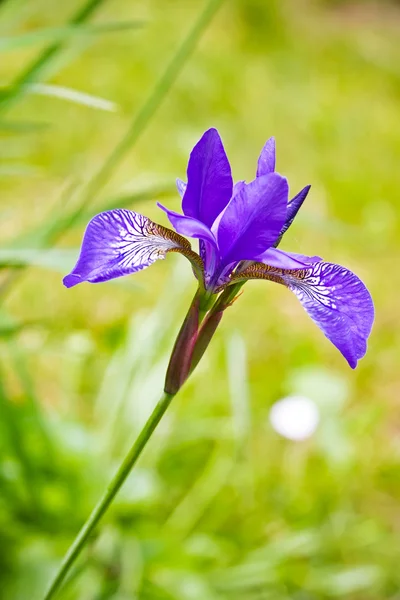 Iris viola — Foto Stock