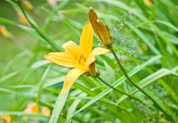 Yellow Garden lily — Stock Photo, Image