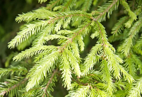 Tannenzweige — Stockfoto