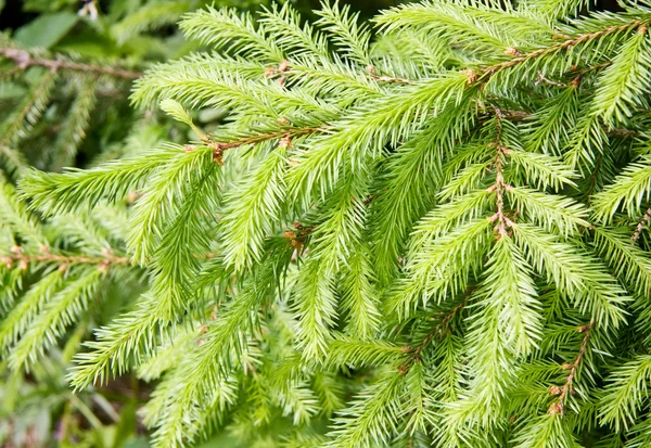 Ramas de abeto —  Fotos de Stock