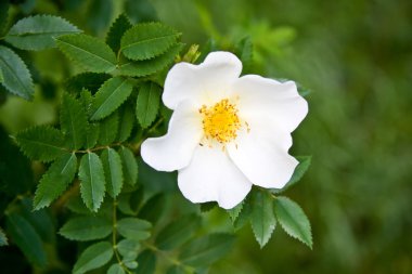 beyaz köpek rosa canina çiçek gül