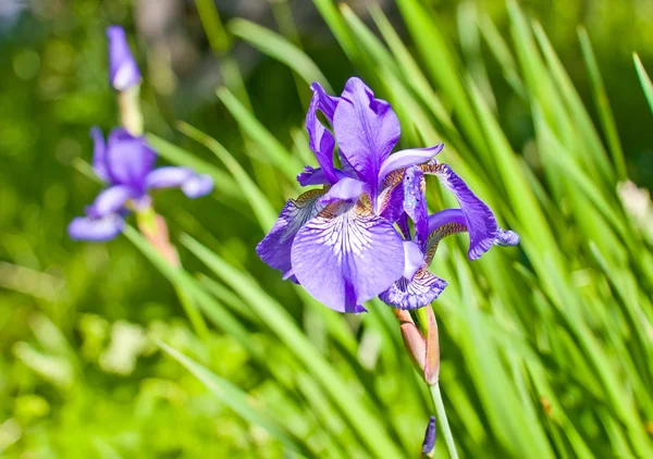 Iris viola — Foto Stock