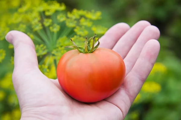 成熟的红番茄，手中 — 图库照片