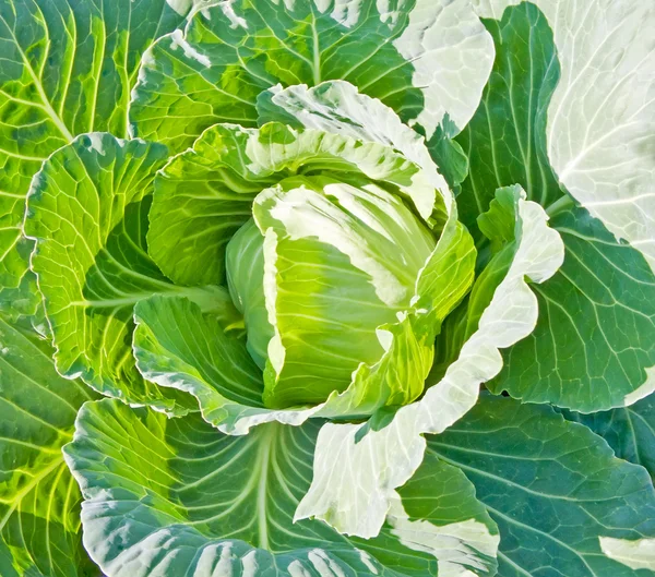 Head Cabbage background — Stock Photo, Image