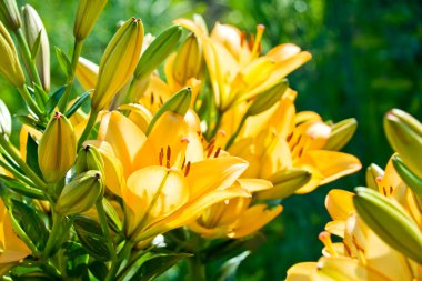 portakal Bahçe lily