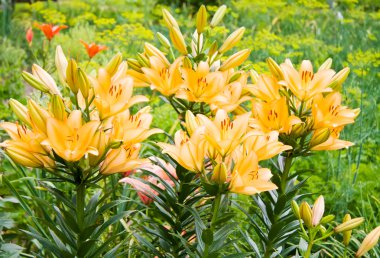 portakal Bahçe lily