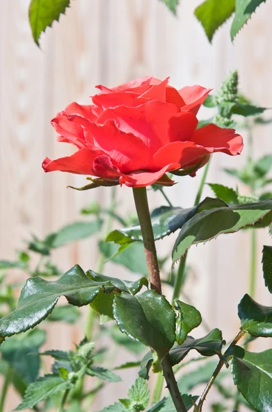 Beautiful red rose — Stock Photo, Image