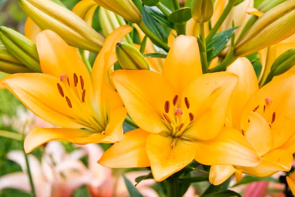 Oranje tuin lily — Stockfoto