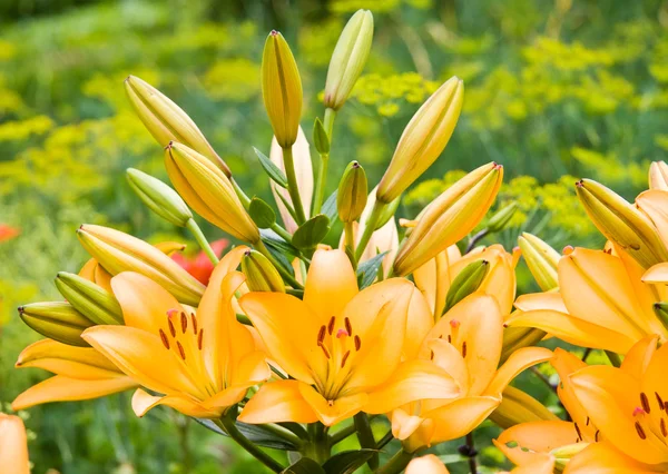 Orange Garden lily — Stock Photo, Image