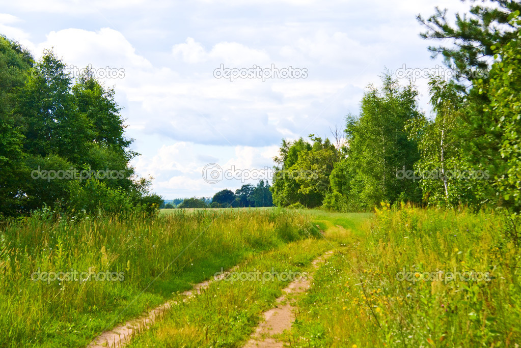 Path in summer forest