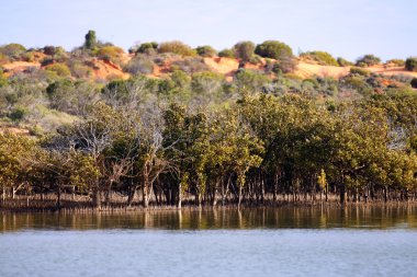 Outback okyanus mangroves, spencer gul üstündeki redbanks yakın