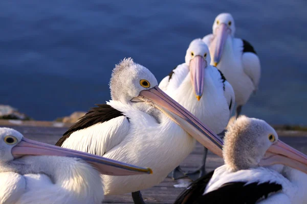 Australský pelikánů za soumraku. Kingscote, klokaní ostrov, takže — Stock fotografie