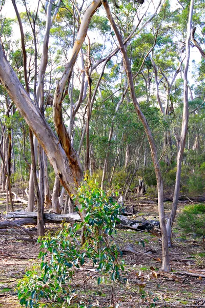 Scena australiana di Bush. Alberi di eucalipto a Kelly Hill Conservati — Foto Stock
