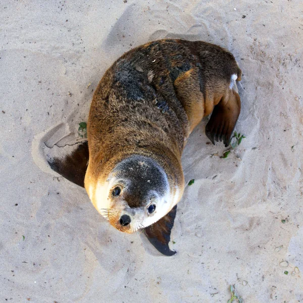 Joven lobo marino australiano. Parque de Conservación Seal Bay, Kang Fotos de stock libres de derechos