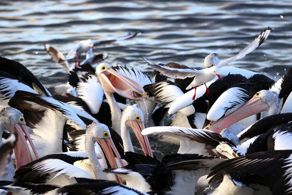 Pelicanos australianos alimentando em Kingscote, Ilha Canguru, Sul Fotos De Bancos De Imagens