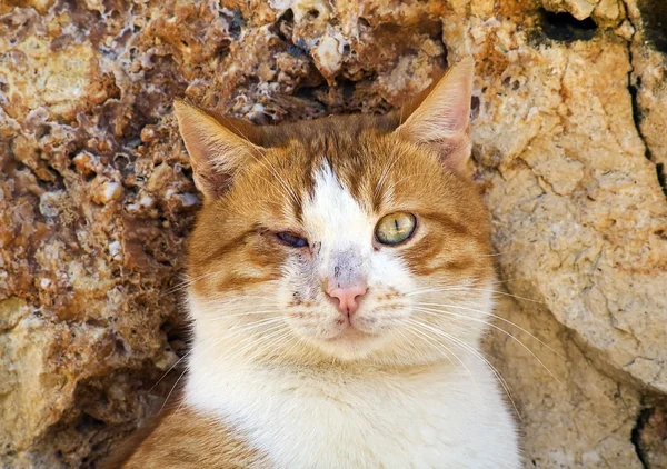 kör kedi