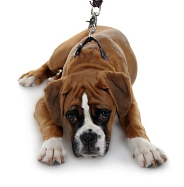 kırmızı köpek doğurmak boxer beyaz bir arka plan.