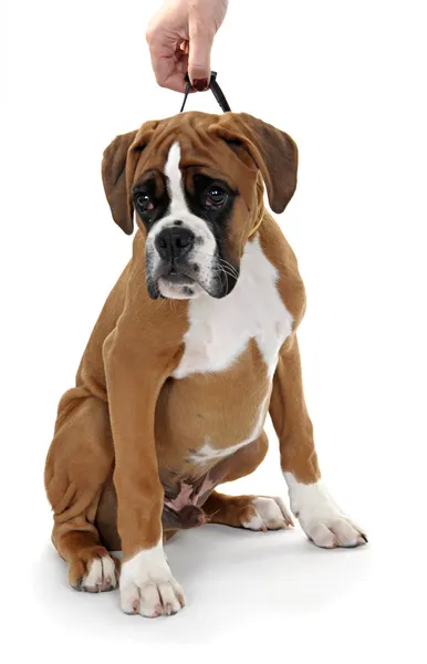 Red dog breed boxer on a white background. — Stock Photo, Image