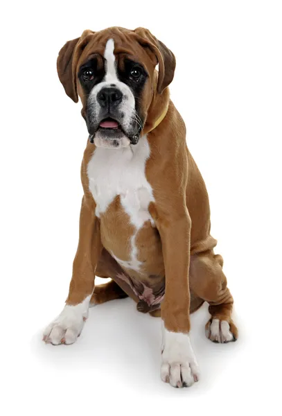 Perro rojo raza boxeador sobre un fondo blanco . — Foto de Stock