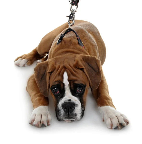 Red dog breed boxer a white background. — Stock Photo, Image