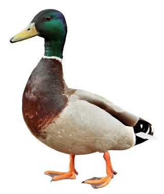 Kesme yolu olan Mallard Duck. Beyaz arkaplanda izole edilmiş renkli yaban ördeği