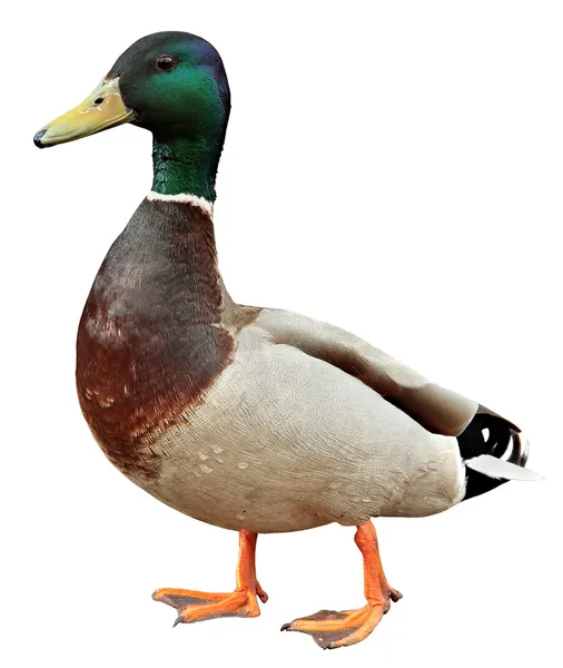 Mallard Duck met knippad. Kleurrijke wilde eend geïsoleerd op witte achtergrond — Stockfoto