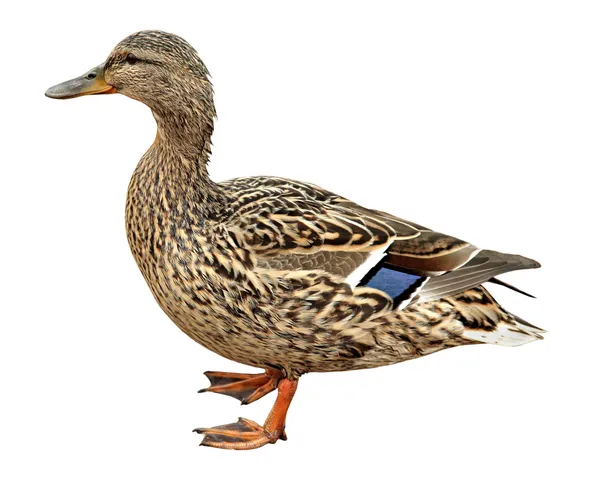 Feminino Mallard, de pé na frente do fundo branco — Fotografia de Stock