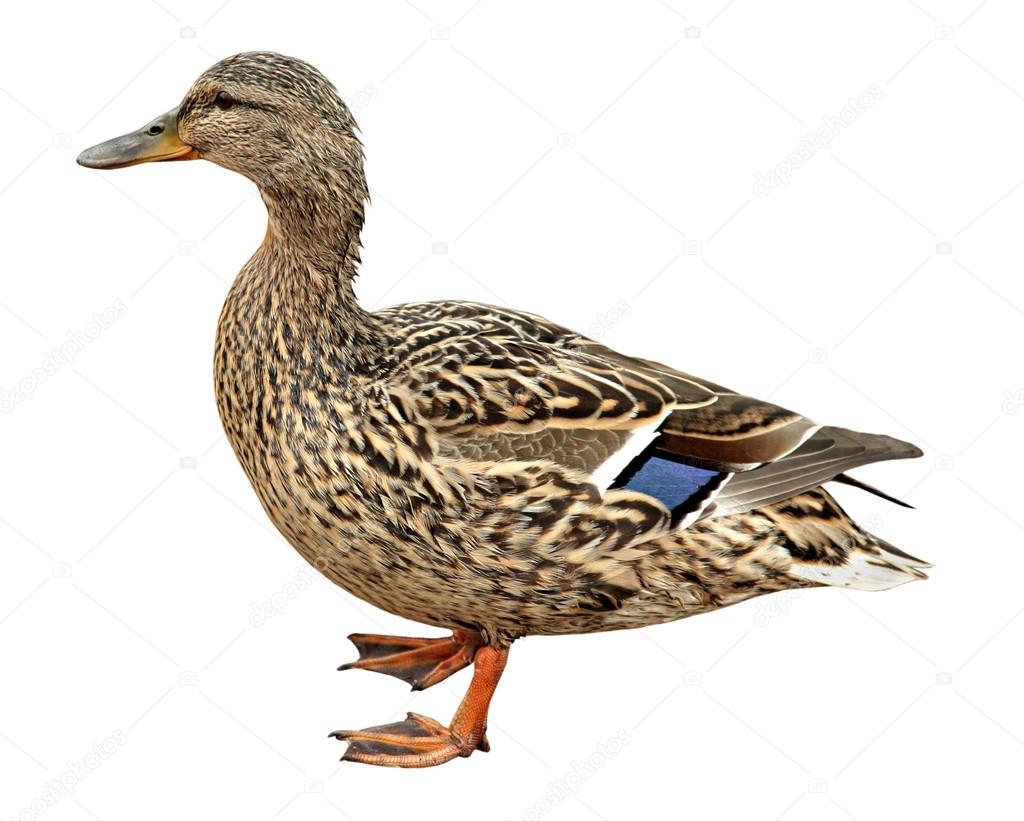 Female Mallard, standing in front of white background