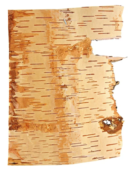 Birch bark isolated on a white background — Stock Photo, Image