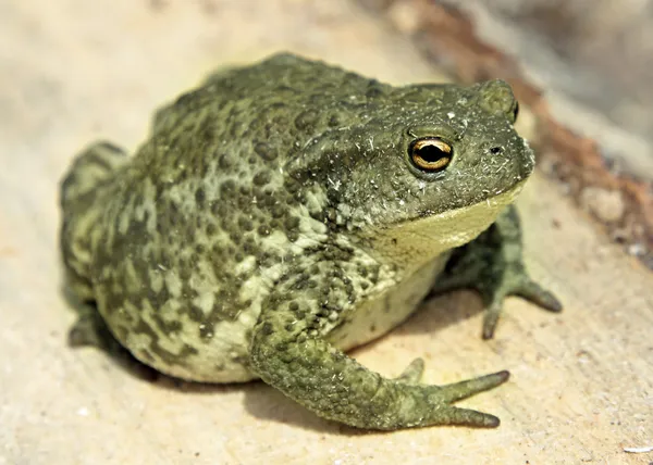 Common toad bufo — Stock Photo, Image