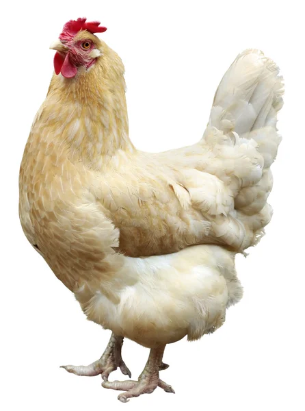 Курица изолирована на белом, студийный снимок . — стоковое фото